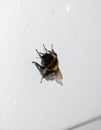 Worker bee on white surface Royalty Free Stock Photo