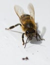 Worker bee on white surface Royalty Free Stock Photo