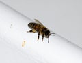 Worker bee on white surface Royalty Free Stock Photo
