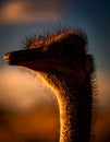 Close up shot of parrot Ostrich head closeup on sky background outdoors Royalty Free Stock Photo