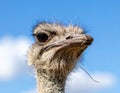 Close up shot of parrot Ostrich head closeup on sky background outdoors Royalty Free Stock Photo
