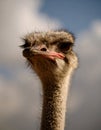 Close up shot of parrot Ostrich head closeup on sky background outdoors Royalty Free Stock Photo