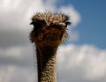 Close up shot of parrot Ostrich head closeup on sky background outdoors Royalty Free Stock Photo