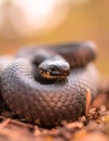 Closeup of a coiled black snake Royalty Free Stock Photo
