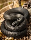 Closeup of a coiled black snake Royalty Free Stock Photo