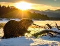 North American Beaver. Beaver Eating wood in the snow Royalty Free Stock Photo