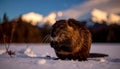 North American Beaver. Beaver Eating wood in the snow Royalty Free Stock Photo