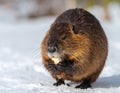 North American Beaver. Beaver Eating wood in the snow Royalty Free Stock Photo