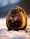 North American Beaver. Beaver Eating wood in the snow Royalty Free Stock Photo