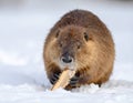 North American Beaver. Beaver Eating wood in the snow Royalty Free Stock Photo