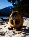 North American Beaver. Beaver Eating wood in the snow Royalty Free Stock Photo