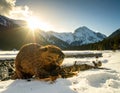North American Beaver. Beaver Eating wood in the snow Royalty Free Stock Photo