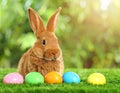 Adorable Easter bunny and colorful eggs on green grass in garden Royalty Free Stock Photo