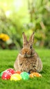 Adorable Easter bunny and colorful eggs on green grass in garden Royalty Free Stock Photo