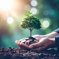 Hand Coin tree The tree grows on the pile. Royalty Free Stock Photo