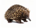 Echidna isolated. Echidna, Tachyglossus species, isolated on white background. Royalty Free Stock Photo