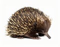 Echidna isolated. Echidna, Tachyglossus species, isolated on white background. Royalty Free Stock Photo
