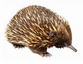 Echidna isolated. Echidna, Tachyglossus species, isolated on white background. Royalty Free Stock Photo