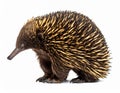 Echidna isolated. Echidna, Tachyglossus species, isolated on white background. Royalty Free Stock Photo