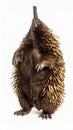 Echidna isolated. Echidna, Tachyglossus species, isolated on white background. Royalty Free Stock Photo