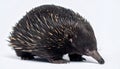 Echidna isolated. Echidna, Tachyglossus species, isolated on white background. Royalty Free Stock Photo