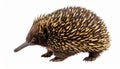 Echidna isolated. Echidna, Tachyglossus species, isolated on white background. Royalty Free Stock Photo