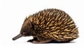 Echidna isolated. Echidna, Tachyglossus species, isolated on white background. Royalty Free Stock Photo