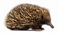 Echidna isolated. Echidna, Tachyglossus species, isolated on white background. Royalty Free Stock Photo