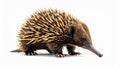 Echidna isolated. Echidna, Tachyglossus species, isolated on white background. Royalty Free Stock Photo