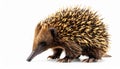 Echidna isolated. Echidna, Tachyglossus species, isolated on white background. Royalty Free Stock Photo