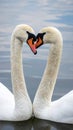 Romantic swan couple in love Royalty Free Stock Photo