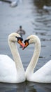 Romantic swan couple in love Royalty Free Stock Photo