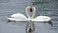 Romantic swan couple in love Royalty Free Stock Photo