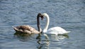 Romantic swan couple in love Royalty Free Stock Photo