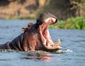 Yawning hippo in the river of Nile Royalty Free Stock Photo