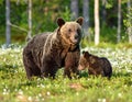 She-bear and playfull bear cubs. White flowers on the bog in the summer forest. Cub and Adult Royalty Free Stock Photo
