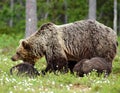 She-bear and playfull bear cubs. White flowers on the bog in the summer forest. Cub and Adult Royalty Free Stock Photo