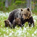 She-bear and playfull bear cubs. White flowers on the bog in the summer forest. Cub and Adult Royalty Free Stock Photo