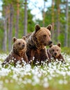She-bear and playfull bear cubs. White flowers on the bog in the summer forest. Cub and Adult Royalty Free Stock Photo