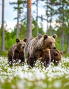 She-bear and playfull bear cubs. White flowers on the bog in the summer forest. Cub and Adult Royalty Free Stock Photo