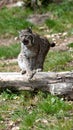 Bobcat lynx cat wildlife animal meadow. The young wild bobcat lynx cat animal Royalty Free Stock Photo
