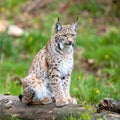 Bobcat lynx cat wildlife animal meadow. The young wild bobcat lynx cat animal Royalty Free Stock Photo