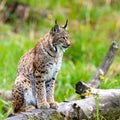 Bobcat lynx cat wildlife animal meadow. The young wild bobcat lynx cat animal Royalty Free Stock Photo