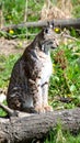 Bobcat lynx cat wildlife animal meadow. The young wild bobcat lynx cat animal Royalty Free Stock Photo