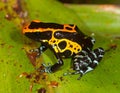 Harlequin Poison Dart Frog or Dendrobates histrionicus Royalty Free Stock Photo