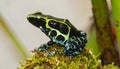 Harlequin Poison Dart Frog or Dendrobates histrionicus Royalty Free Stock Photo