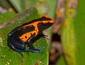 Harlequin Poison Dart Frog or Dendrobates histrionicus Royalty Free Stock Photo