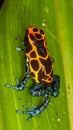 Harlequin Poison Dart Frog or Dendrobates histrionicus Royalty Free Stock Photo