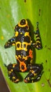 Harlequin Poison Dart Frog or Dendrobates histrionicus Royalty Free Stock Photo
