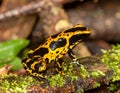 Harlequin Poison Dart Frog or Dendrobates histrionicus Royalty Free Stock Photo